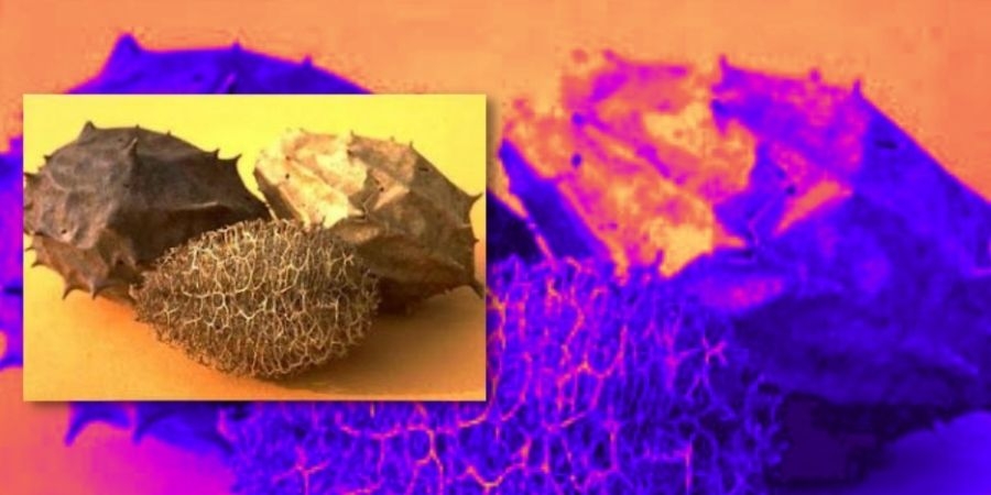 Imagem do fruto da Luffa operculata, planta vulgarmente conhecida por "cabacinha", a qual entra na composição das "Pílulas do Dr. Mattos" 